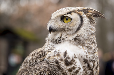 Bubo virginianus virginianus - Owl