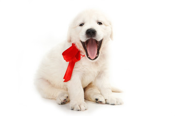 Obraz premium golden retriever puppy yawns (isolated on white)