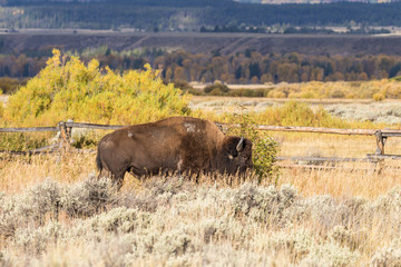 Bison in Teton National park in Fall