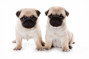 Two pug puppy sitting and looking at the camera (isolated on white)