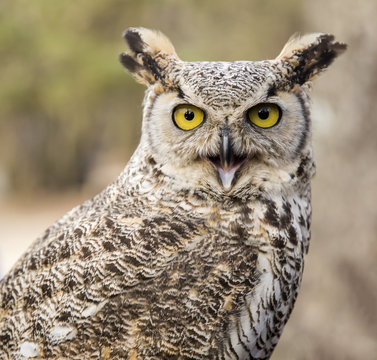 Bubo virginianus virginianus - Owl