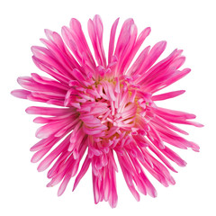 beautiful pink flower isolated on white background