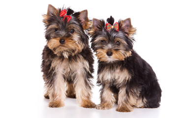 Two puppies Yorkshire terrier looking at the camera (isolated on white)