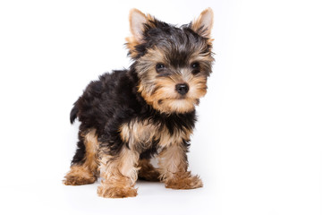 Puppy York stands and looks at the camera