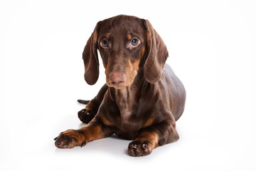 Dachshund puppy lying and looking at the camera (isolated on white)
