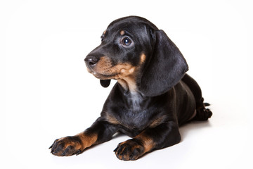 Puppy dachshund lies (isolated on white)