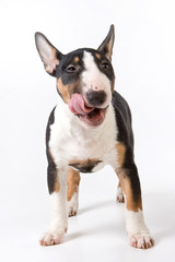 Bulldog puppy licked (isolated on white)