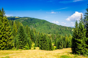 coniferous forest on a mountain slope