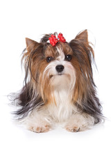 Beaver Yorkshire Terrier dog sitting and looking at the camera (isolated on white)