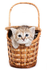Fototapeta na wymiar Brown kitten sitting in a basket, and looking at the camera (isolated on white)