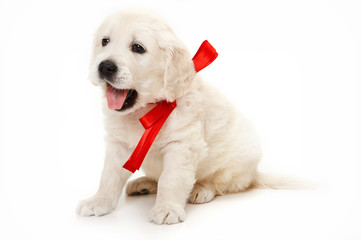 Obraz premium golden retriever puppy yawns (isolated on white)