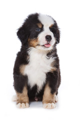 Bernese Mountain Dog puppy sitting and looking at the camera (isolated on white)