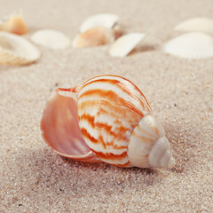 beautiful Sea shells on sand. 