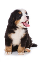 Puppy Bernese Mountain Dog sitting (isolated on white)