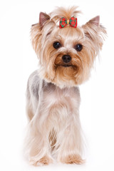 Yorkshire Terrier dog standing and looking at the camera (isolated on white)