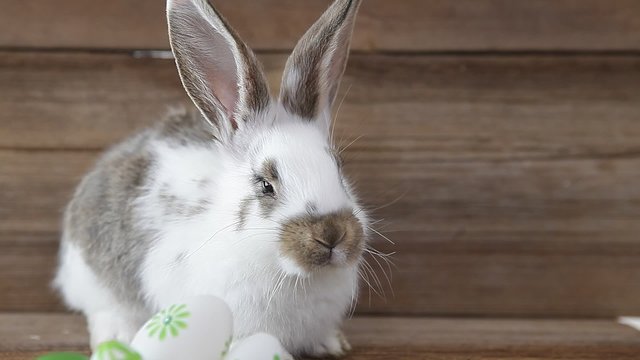 easter bunny and easter eggs