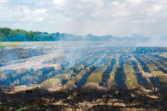 Burning rice field after harvesting,  burning rice straw for far