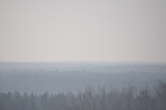 Tr&uuml;be Sicht auf einen Wald an einem Tag im M&auml;rz