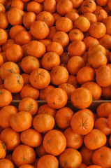 Orange tangerine fruit