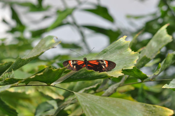 Butterfly insect animal
