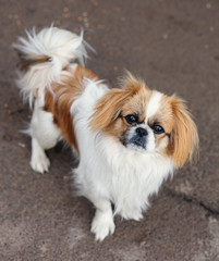 Funny red-haired pekingese dog 