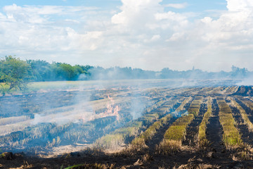 Burning rice field after harvesting,  burning rice straw for far