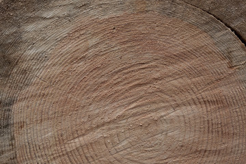 Fototapeta premium Cross-section of a log timber close-up