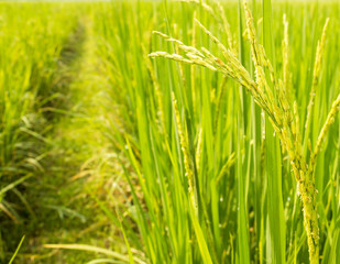 rice field