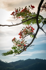 Spathodea flowers,African tulip tree, Fire bell, Fouain tree
