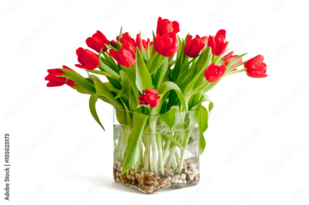 Poster rote tulpen