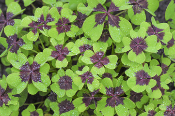 Gl&uuml;cksklee - Wassertropfen