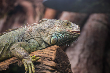  Iguana