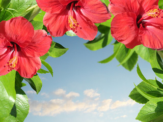 Hibiscus flower on the background of the sky 