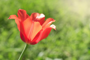Red tulip flower on green background in sunny day