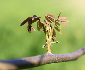 Young sprout of tree in sunshine on  green background