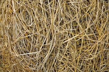 rice straw farm background