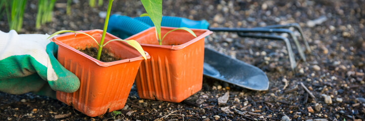 Planting vegetable in garden