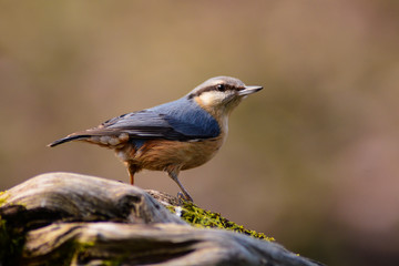 picchio muratore (Sitta europaea)