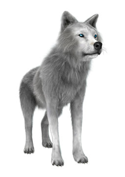 Polar Wolf on White