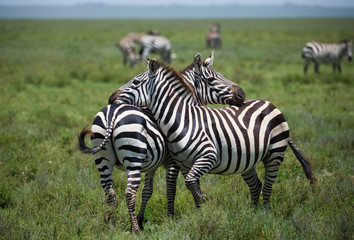 Fototapeta na wymiar Zebras on african savannah