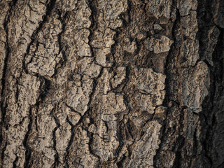 tree background