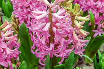 Flowering Hyacinth dark pink. Family Asparagaceae