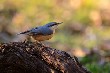 picchio muratore (Sitta europaea) - ritratto
