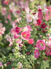 Fototapeta premium Pink hollyhock