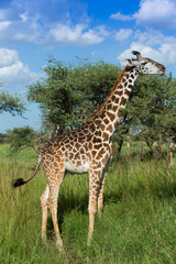 Giraffe on african savannah