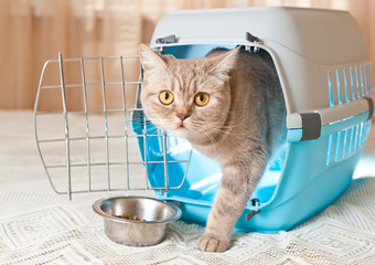 Tabby domestic cat inside a pet carrier box