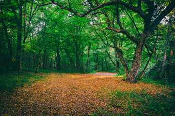 Fallen leaves in the green forest