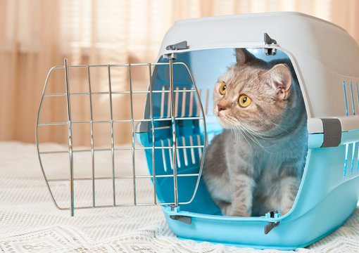 Cat inside pet carrier