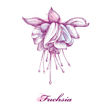 Sketch Of Fuchsia Flower Isolated On White Background With Blots In Pastel Colors.