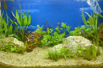 aquarium © chin797